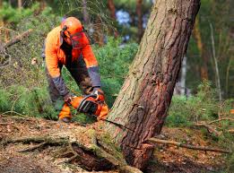 Paradise, CA Tree Removal and Landscaping Services Company